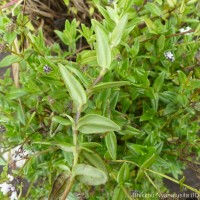 Neanotis monosperma (Wight & Arn.) W.H.Lewis